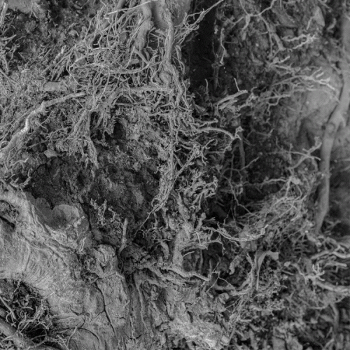 Amenra : Song to the Siren